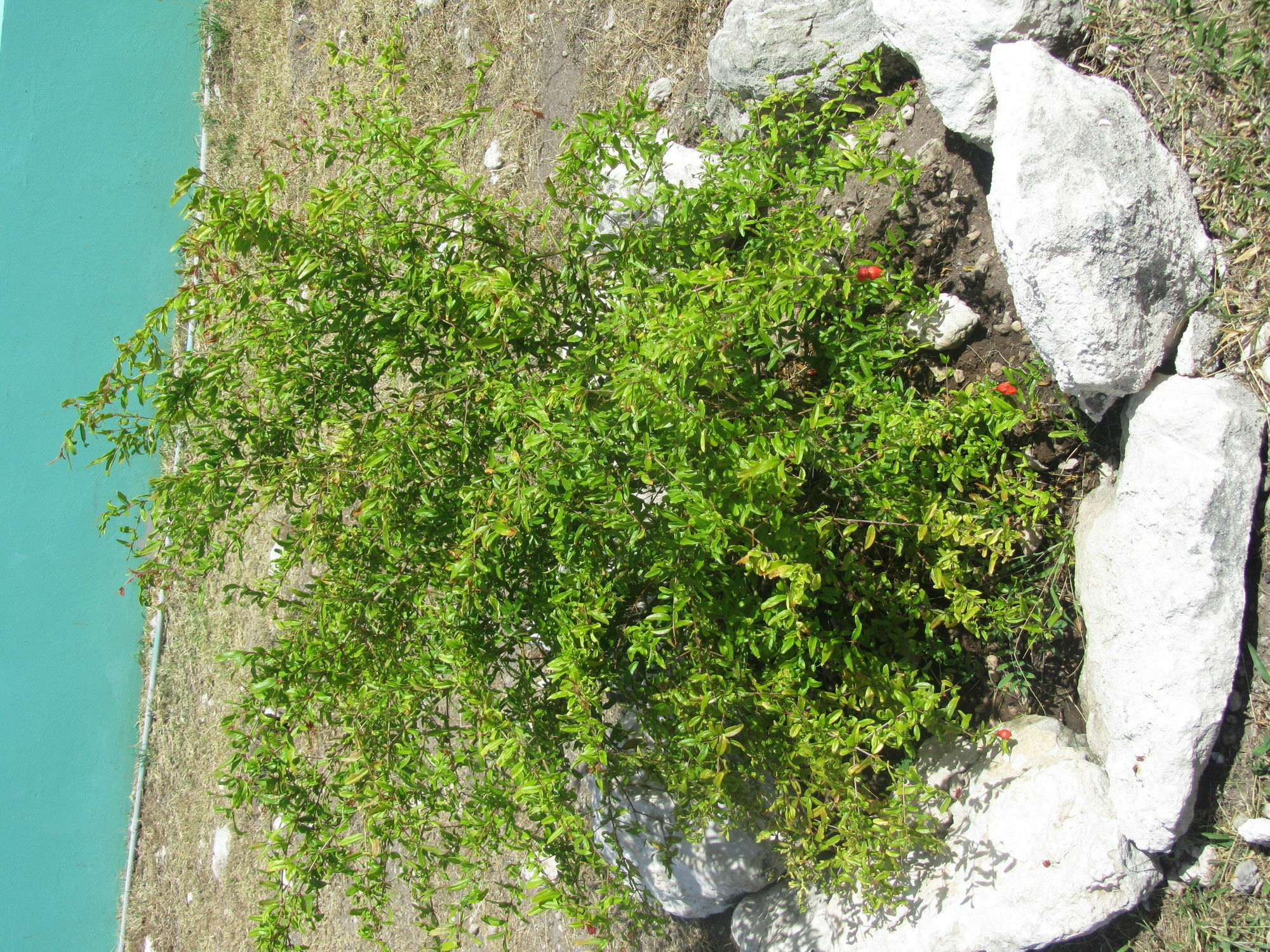 Sea Grape Villas The Settlement Esterno foto